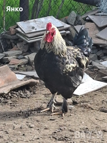 Петли, снимка 12 - Кокошки и пуйки - 54186401