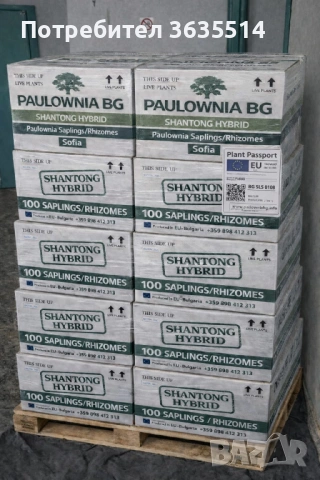 Пауловния БГ ООД фиданки Shan Tong – промо пакети и коренови резници, снимка 4 - Разсади - 53907322