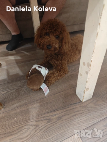 Пудел за разплод, снимка 3 - Търси партньор - 54286577