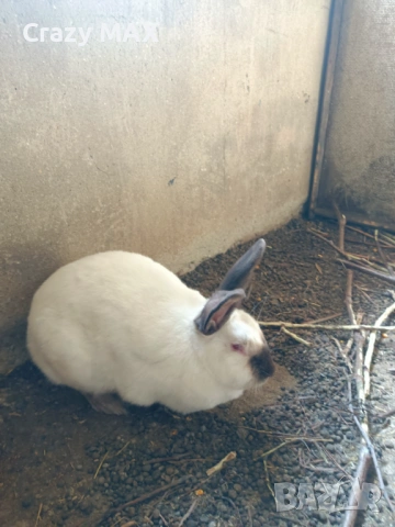 Заполодени зайци , снимка 3 - Декоративни зайчета - 53162633