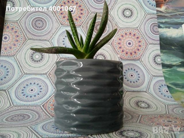 екзотично растение от Малта, снимка 1 - Стайни растения - 45451546