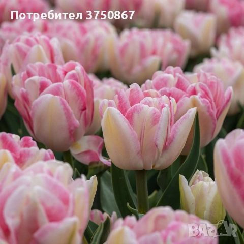🌷 Лале в саксия (Tulipa), снимка 2 - Градински цветя и растения - 53449560