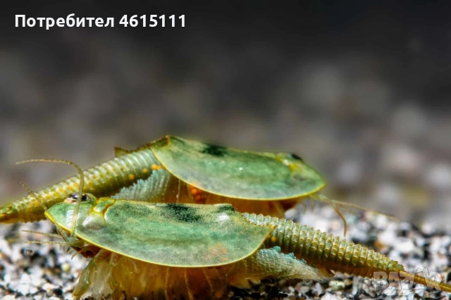 Яйца от триопси. Triops australenssis eggs