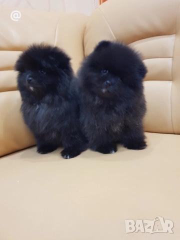 Померан померанчета момче и момиче!, снимка 4 - Померан - 52967692