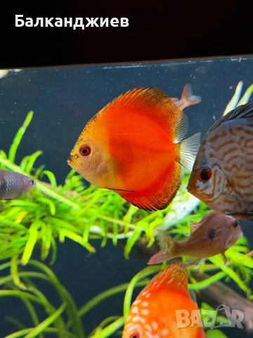 Продавам или разменям дискуси, снимка 2 - Рибки - 52693080