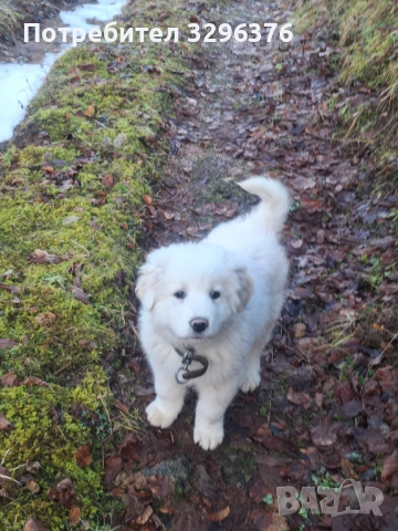 Каракачанско кученце, снимка 7 - Каракачанска овчарка - 54147013