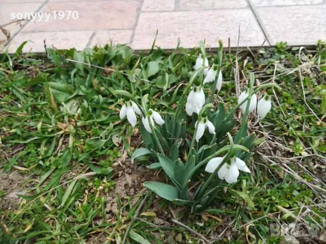 КОКИЧЕТА С ЛУКОВИЦИ ЗА ПРЕСАЖДАНЕ 0902251653, снимка 6 - Градински цветя и растения - 49040949