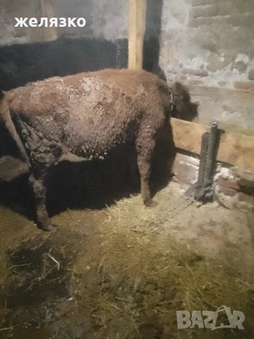 телета , снимка 3 - Крави - 53974237