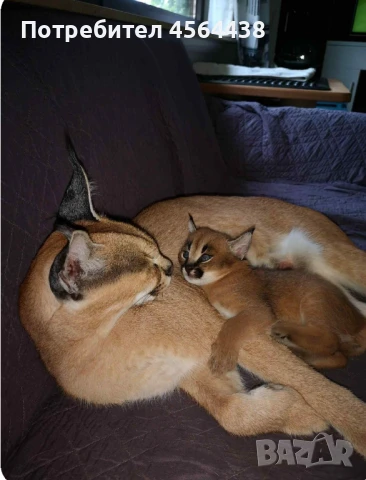 Наличен сервал каракал f1 Каракал със савана f1 котенца, снимка 7 - Други - 51364845