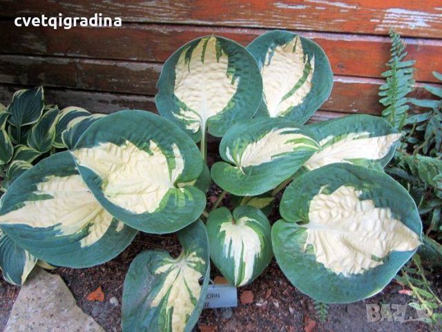 Hosta Popcorn (Хоста Пуканки), снимка 2 - Градински цветя и растения - 46343224