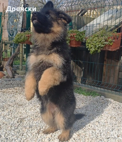 дългокосмести немски овчарки, снимка 7 - Немска овчарка - 53396729