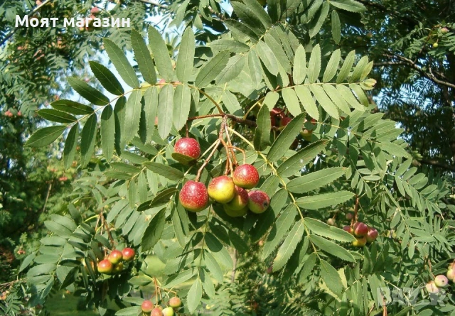 Скруша - sorbus domestica