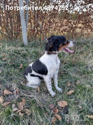 Женски бретон шпаньол , снимка 4 - Бретон шпаньол - 53635080