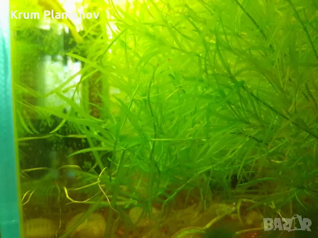 скариди и разстения, снимка 4 - Рибки - 49485333