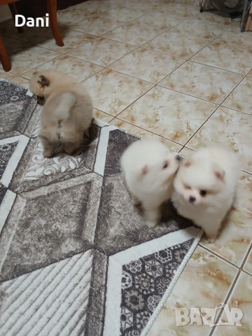 Mini Pomeran, снимка 10 - Померан - 53567326