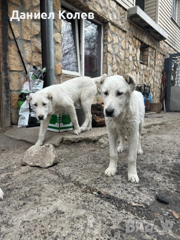 Продавам женски алабай, снимка 2 - Алабай - 54001463