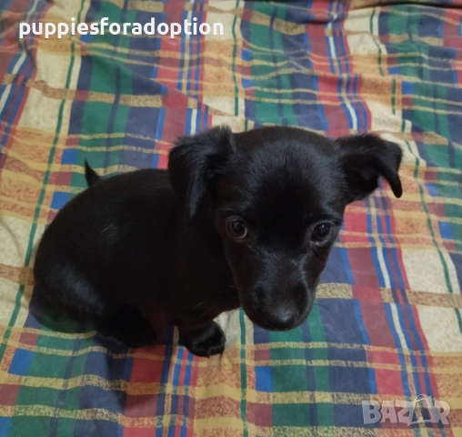 Подарявам кученца, разновидност на патърдейл (chatterdale), снимка 7 - Други - 53838730