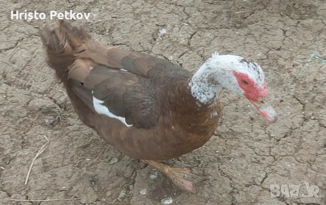 Продавам неми Патици и Патори , снимка 11 - Патици и гъски - 54097625