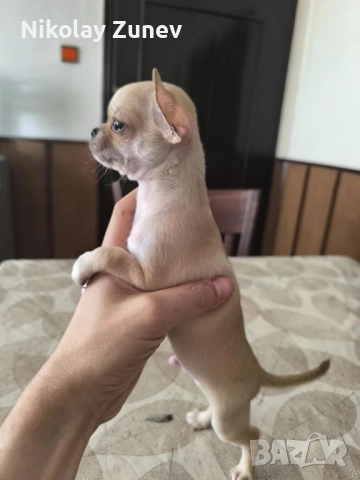 Чихуахуа , снимка 1