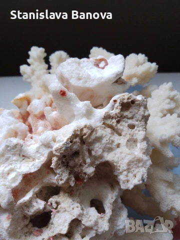 Бял корал, снимка 4 - Други - 54079779