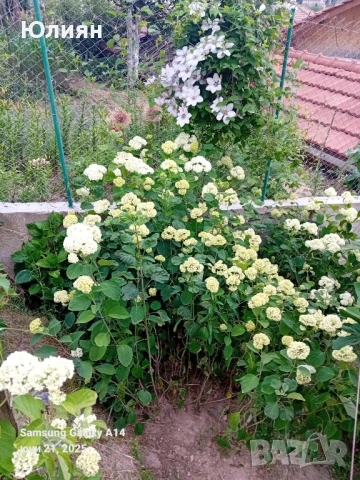 Хортензия бяла и розова , снимка 4 - Разсади - 50764477