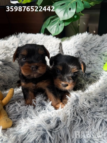 Йоркширски териерчета, снимка 3 - Йоркширски териер - 53784185