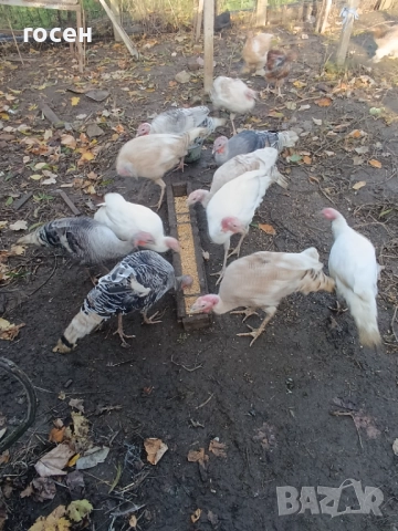 Пуяци и пуйки 