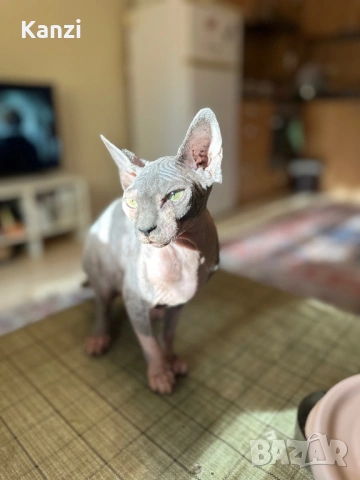 Сфинкс Sphynx
