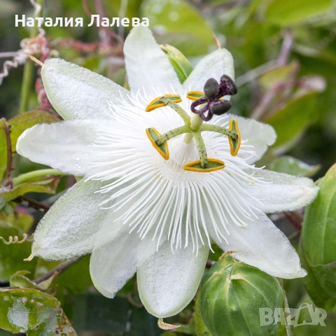 Бяла пасифлора, passiflora Constance Elliot