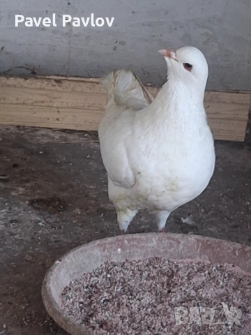 Гълъби кинг, снимка 4 - Гълъби - 53667065