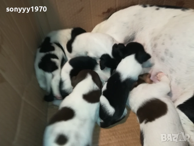 ДЖАК-СЛАДКИ БЕБЕТА 2508250707, снимка 11 - Джак ръсел териер - 51479040