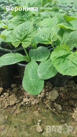 Предлагам разсад тиквички сорт Блек Бюти и Изобилна, снимка 3 - Разсади - 54194863