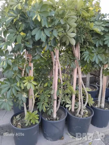 Продавам Шефлера / Schefflera 10 годишна, 170 см. височина, 10 броя, снимка 2 - Стайни растения - 40894462