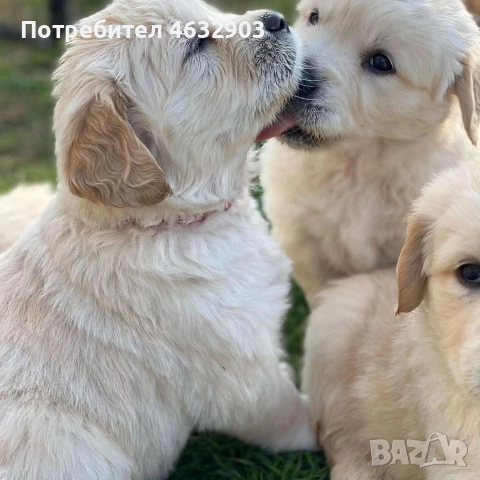 голдън ретривър момче , снимка 4 - Голдън ретривър - 52703386