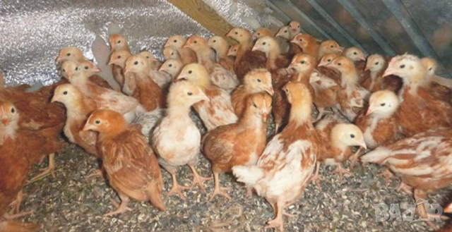 оплодени Яйца от НОСАЧКИ порода Ник Браун -Разплодни яйца за люпене , снимка 12 - Кокошки и пуйки - 54196501