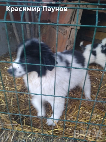 Малки  каракачанки . 4 месеца .