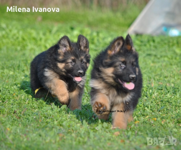 Мъжки немски овчарки с ДЪЛЪГ косъм 