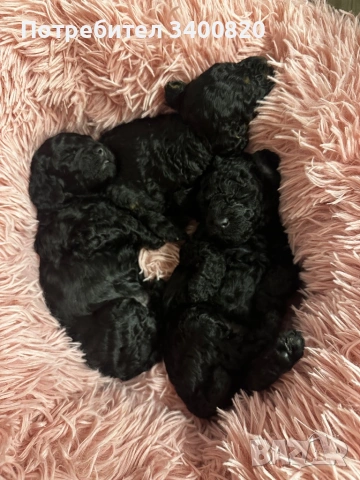 Той пуделчета, снимка 9 - Други - 53181851