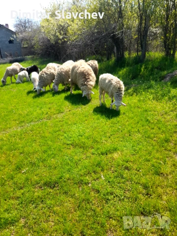 Продавам овце агнета шилета общо икочове общо 16 бройа 2850 евро на куп