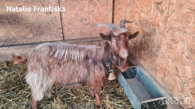Продавам коза на година и половина.