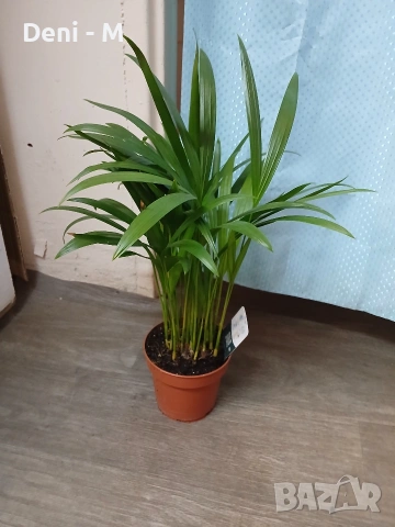 Палма Арека