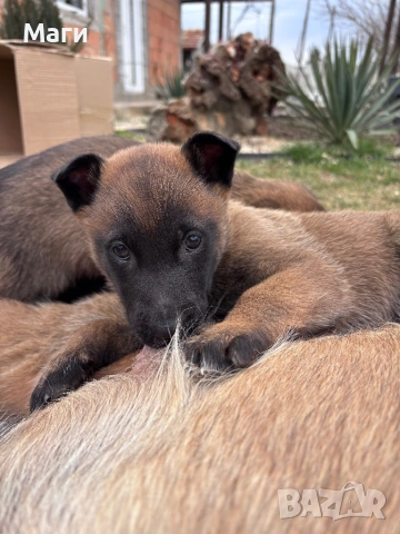 Белгийски овчарки 