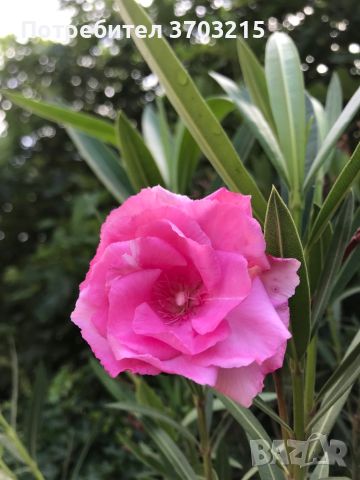 Зокуми, снимка 1 - Градински цветя и растения - 45654529