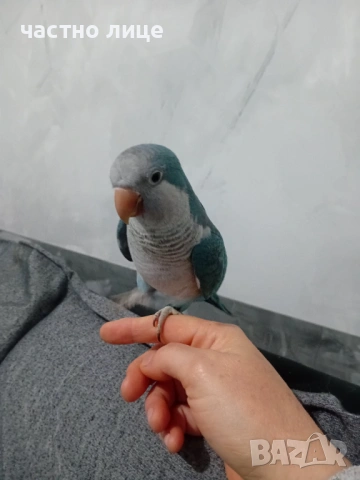 папагал монах, снимка 2 - Папагали - 53958481