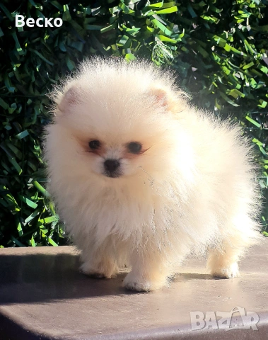 Померан мини мъжки , снимка 2 - Померан - 53647101