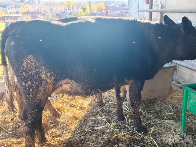 Заплодени юници и крава, снимка 4 - Крави - 52544282