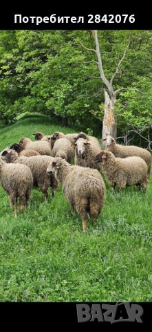 Продавам 15 бр овце , снимка 4 - Овце - 45838459