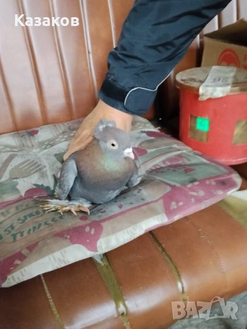 Продавам Узбекски, снимка 4 - Гълъби - 54282063