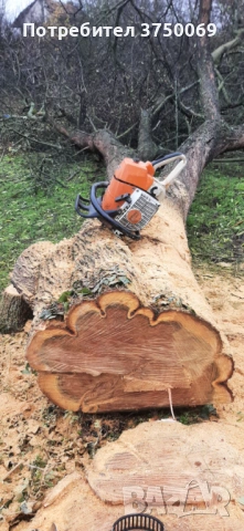 Рязане на опасни дървета по алпийски способ, снимка 5 - Други - 54069878