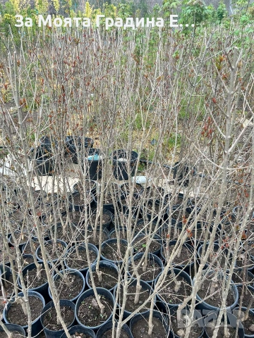 Нар , снимка 5 - Градински цветя и растения - 53623310